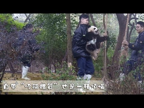 《熊貓早晚安》自帶“吸貓體質”也是一種煩惱 | iPanda