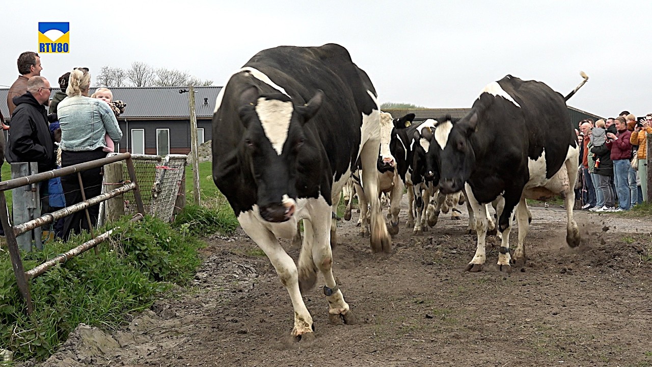 Dolblije koeien weer het weiland in