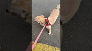 Mahallenin Popat Kedisi Sotaya Yatmış