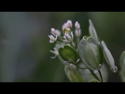 Video: Thlaspi Stinkweed Plants - Petua Kawalan Stinkweed Di Taman