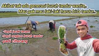 MBORONG TANDUR PADI CIHERANG||