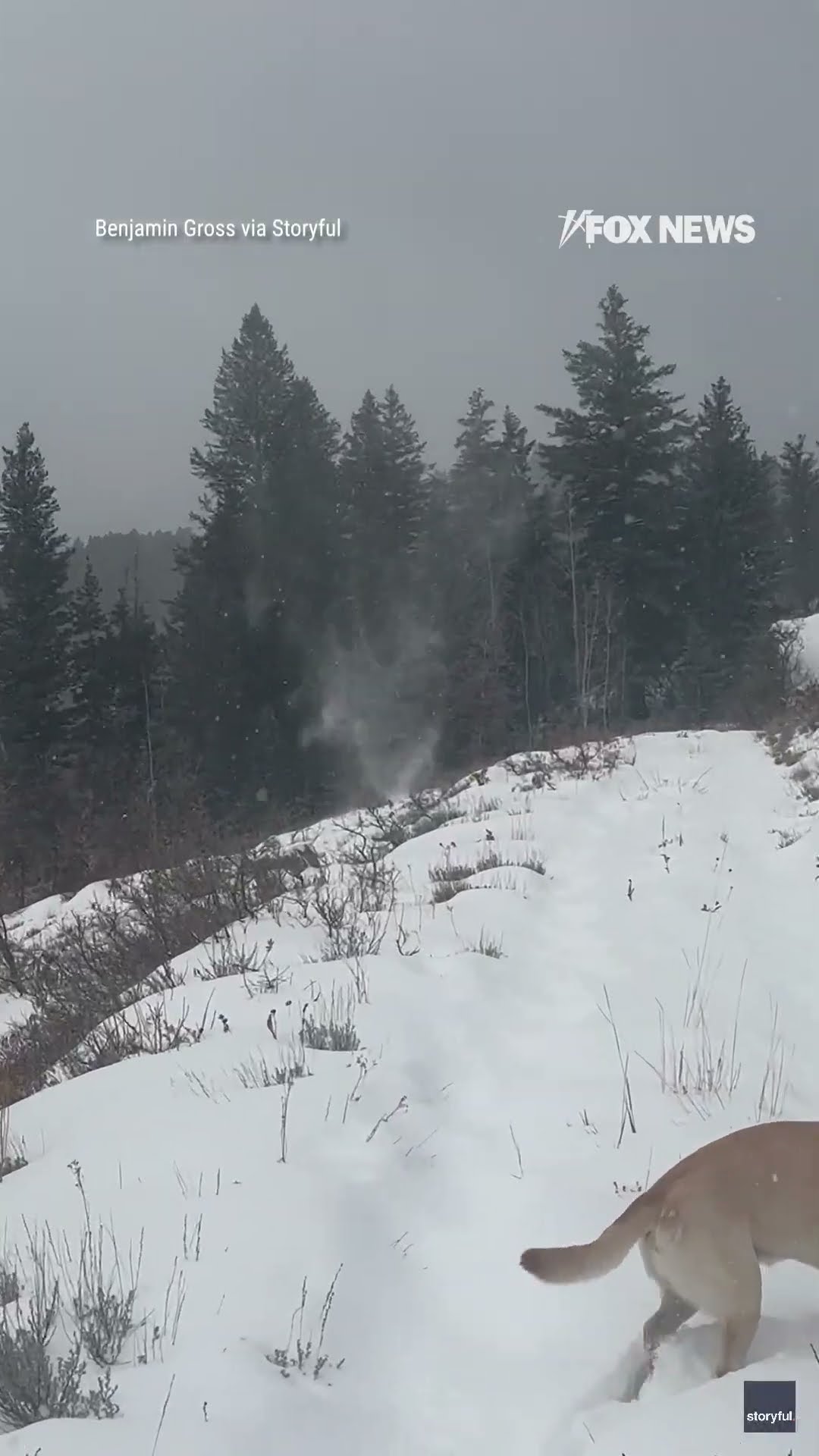 Man captures 'snownado' walking dogs in Utah