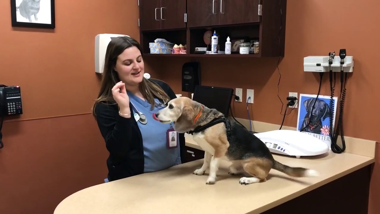 How to Give Oral Medication to Your Dog YouTube