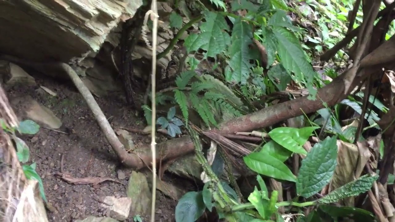 đi kiếm mồi trong rừng sâu và đi mồi