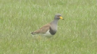 Grey headed Lapwing at Long Nanny, Northumberland, 7th May, 2023---with improved processing.