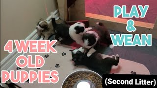 4 Week Old Puppies Play and Wean!