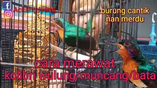 cara merawat burung kolibri wulung /kolibri bata/kolibri muncang