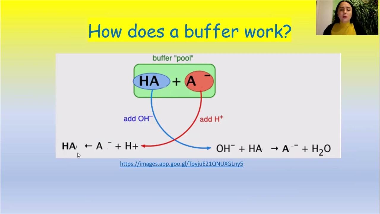 Lecture "Buffer systems in the human body", Bukovinian State Medical University YouTube