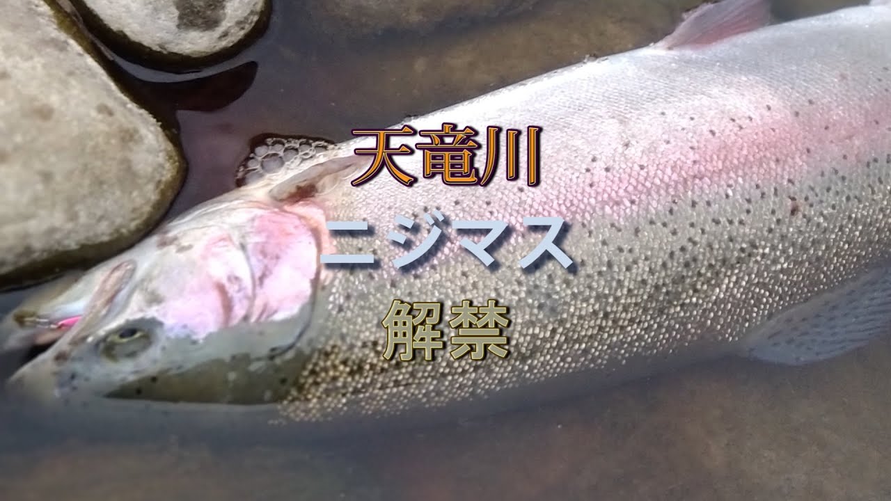天竜川22　2022 ニジマス解禁