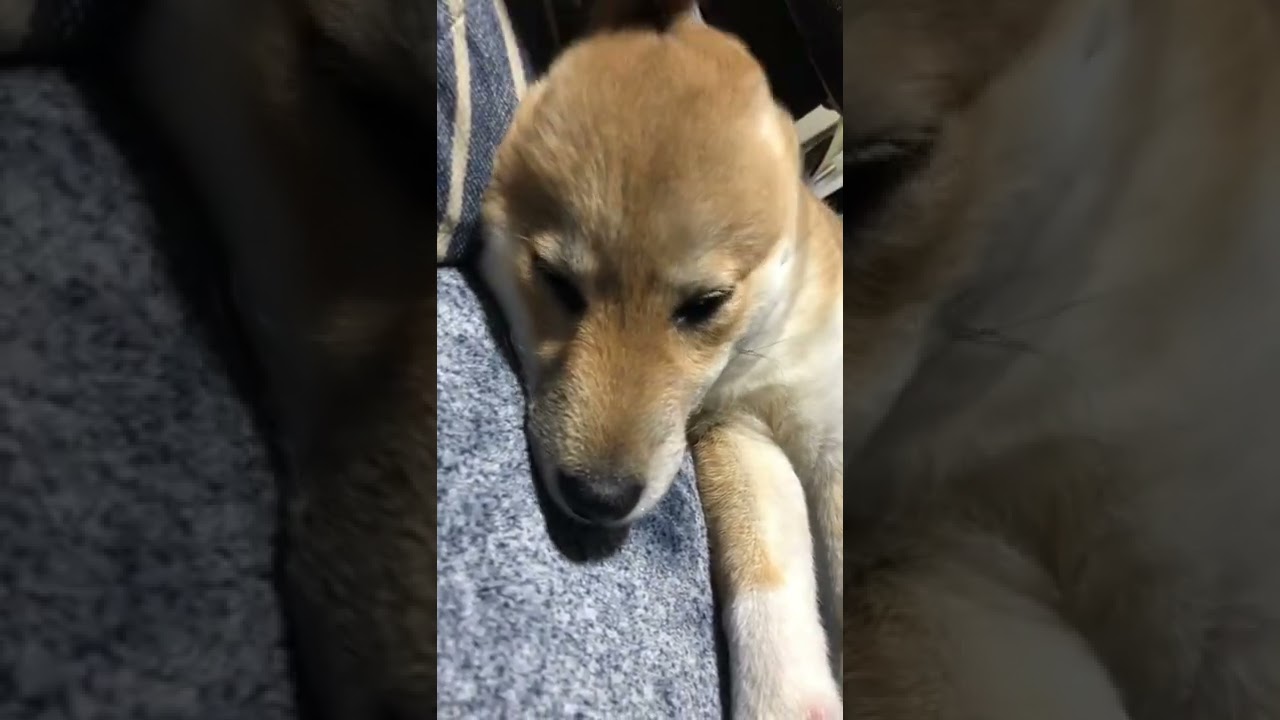 もう眠いんじゃ Shorts Shibaken 秋田犬 Dog Youtube