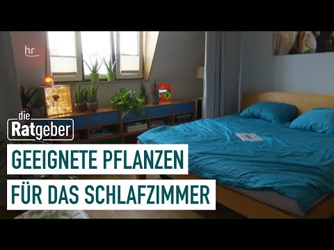 Video: Helle und kräftige Zimmerpflanzen – Zimmerpflanzen, die eine Aussage machen