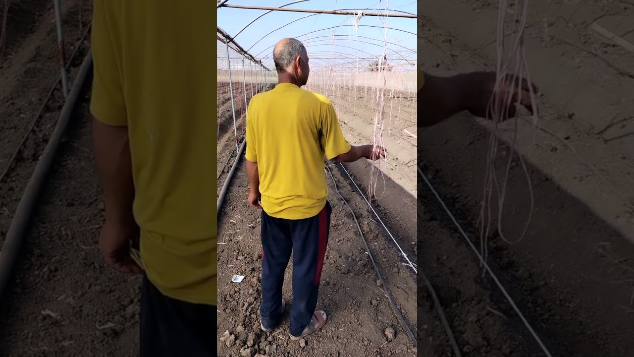 دراسه جدوى لعمل صوبه زراعيه مالتى سبان