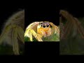 Beautiful Insects in Nature PART 3 🦋 | 4K HDR 60FPS Dolby Vision Mind Relaxing Shorts #shortsfeed