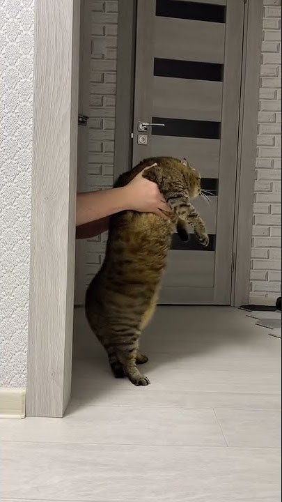 Котик танцует - YouTube
