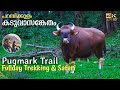 Pugmark trail in parambikulam tiger reserve  forest safari and trekking