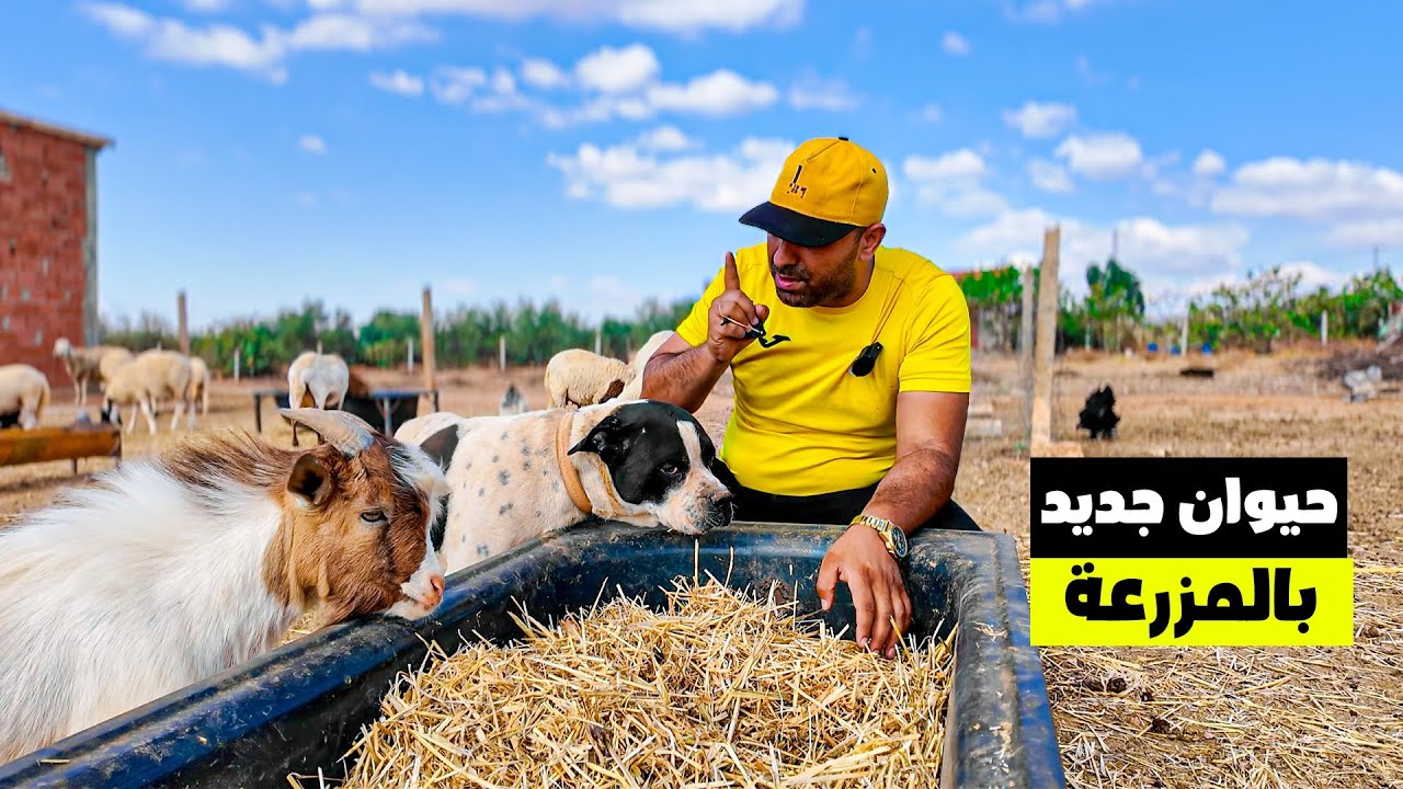شراء حيوان جديد وتطوير المزرعة 🐑 | اكتشف أسرار دورة حياة البراغيث المدهشة