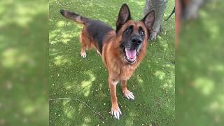 Mutts and Meows: 8-year-old King up for adoption at Gulf Coast Humane Society in Fort Myers