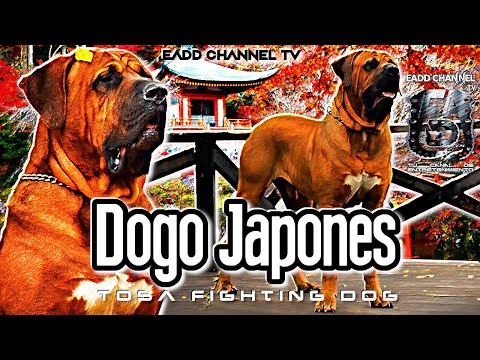 Video: La raza del perro japonés Tosa y por qué están prohibidos