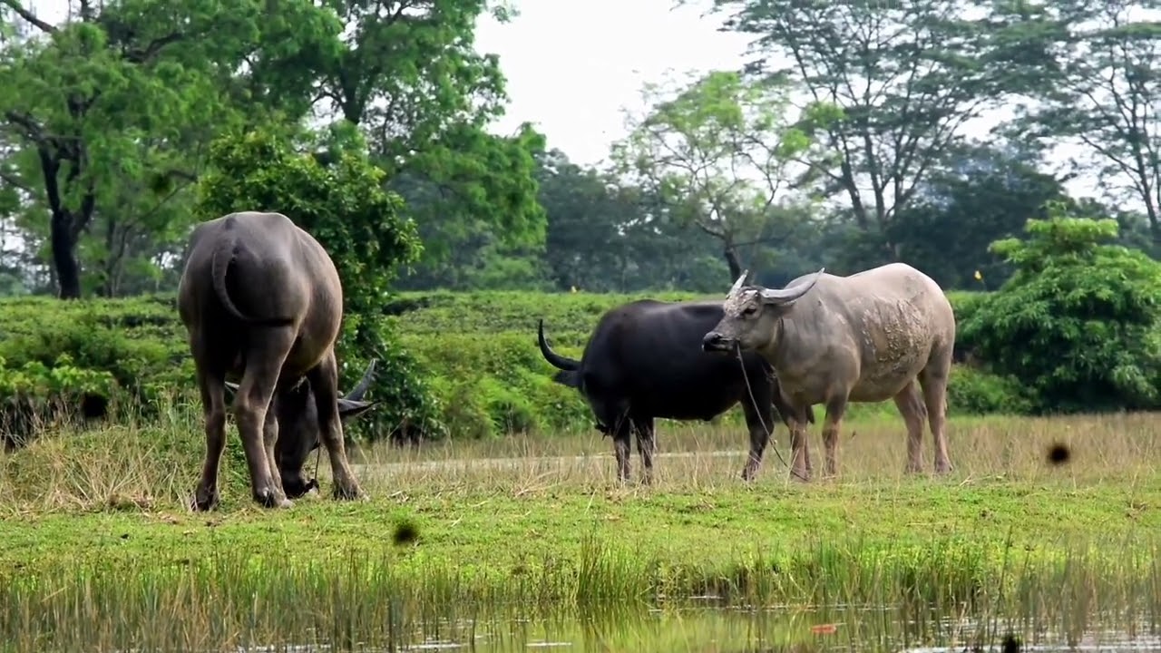 Video shooting Rural Tourism Project Jugibari Assam Golaghat.   @JB40.8