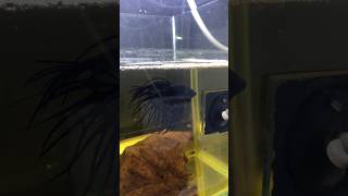 Download Lagu Latih cupang flaring pakai ini aja! #fishkinian #bettafish #cupanghias #ikancupang #fyp MP3