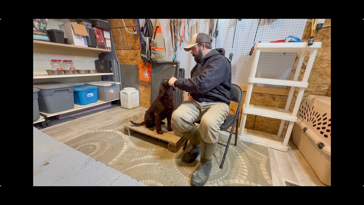 The Hazards of AWS/Teach Your Pup To - Take a Treat from the Hand (Bandit)