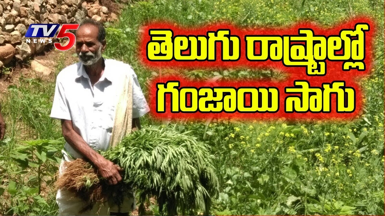 Special Discussion On Ganja Cultivation In Telugu States Tv5 News Youtube