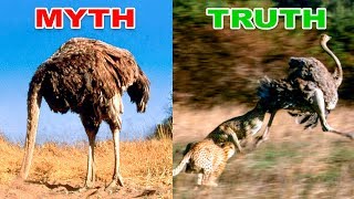 🙀 Animal Myths You Probably Thought Were True