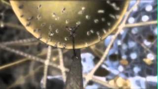How simple is a simple cell?