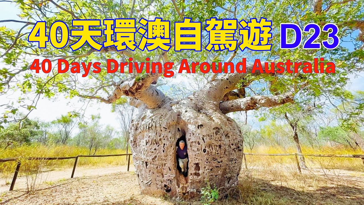 40天環澳自駕遊23｜Australia Road Trip Day 23｜探訪麵包樹巨洞、德比小城初印象