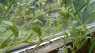 Chlorophytum Comosum Vittatum (Spider Plant blooming timelapse)