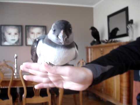 Cute baby puffin/ Óhrædd lundapysja - YouTube