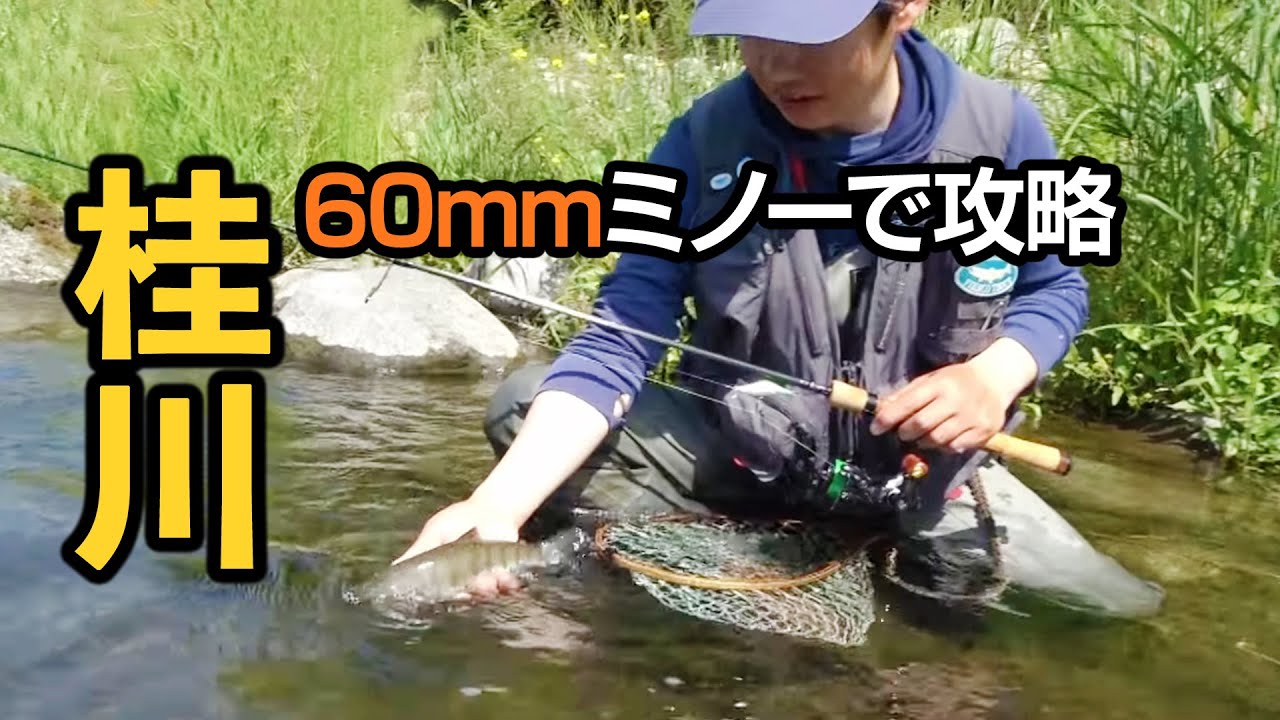 盛期の桂川を60mmミノーで釣る！