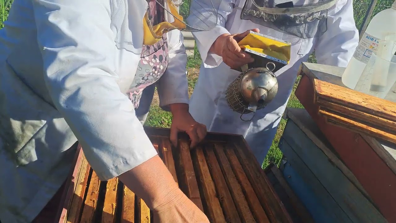 Albine. Tratament  cu acid formic. Verificare rezerve  de hrană. 