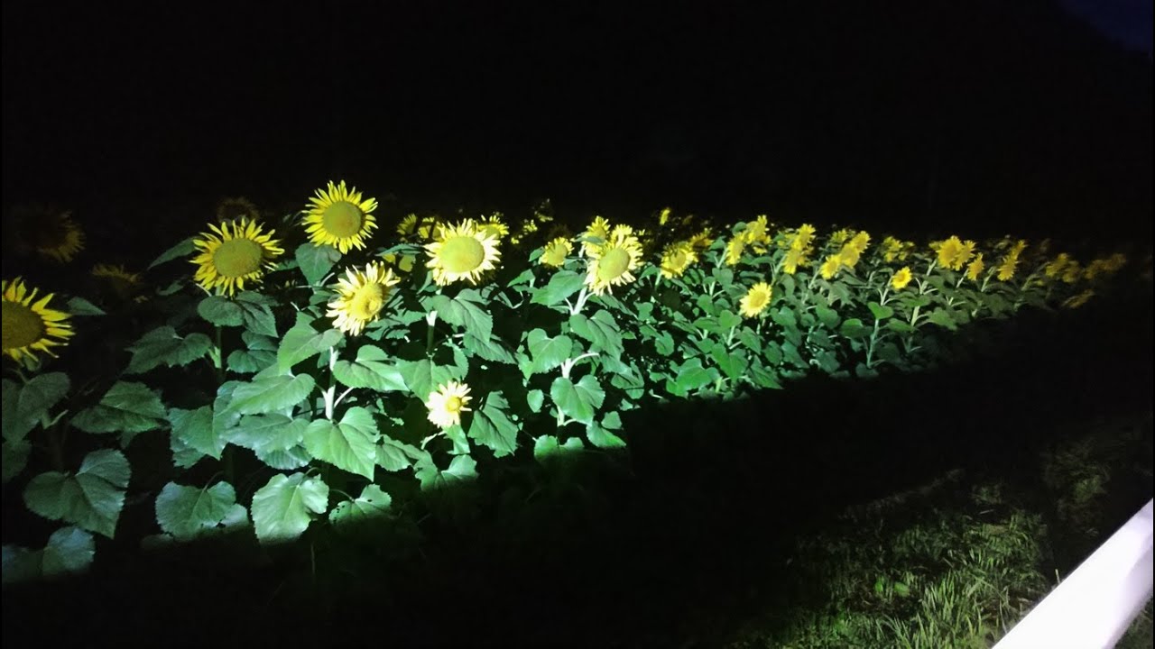 250801 02【糸魚川サバイバルツアー】５　復活の小野