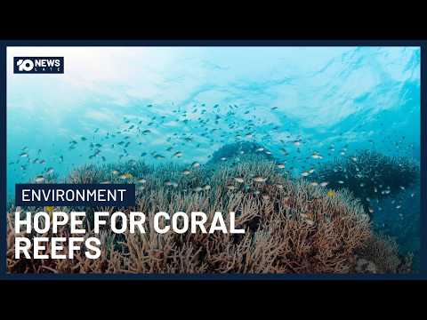 Study Finds Bleached Coral Recovered After Touching Healthy Coral | 10’s Late News
