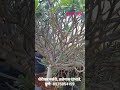 Singapore Dwarf Plumeria @sherikar Horticulture