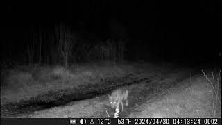 2024. gada Maijs Latvijas dabā. Meža kameras (trail camera)