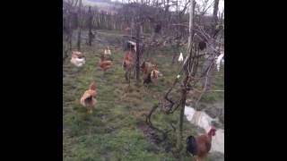 Raiul raţelor! ! grădină plină de apă!