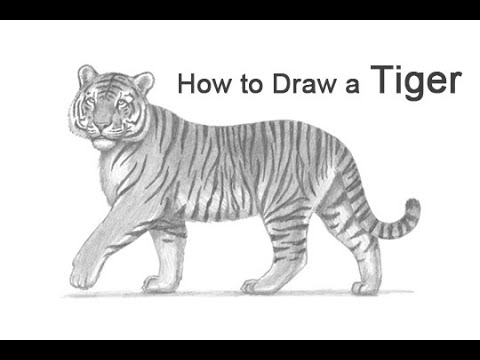 How to Draw a Tiger - YouTube