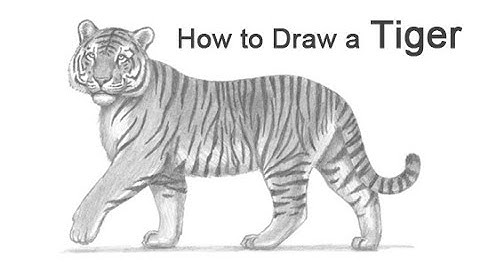 How to Draw a Tiger