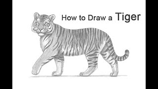 How to Draw a Tiger