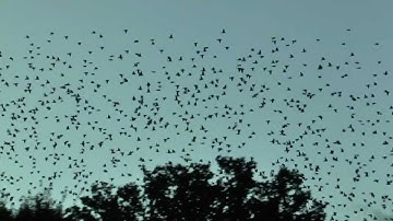 Spreeuwen boven Tilburg