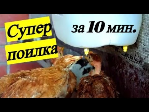 Поилка для кур,перепелов,бройлера,цыплят