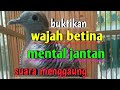 Masteran Perkutut Lokal Suara Besar Hitungan Detik Perkutut Lain Ikut Manggung Gacor Dor Tak Kowor Mp3 - Mp4 Download