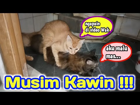 KUCINGKU KAWIN 😸 || SEMOGA JADI ANAK, BIAR KAMAR MAKIN RAME - YouTube