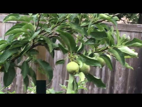 Vidéo: Okra Southern Blight Control - Traiter le gombo avec la maladie de la brûlure du sud