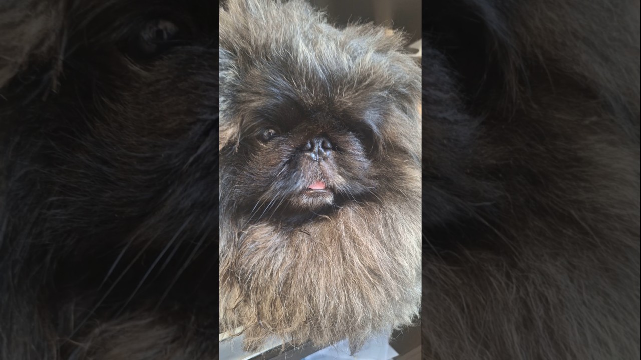 Пекинес Дендик занял весь стол