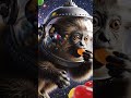 बन्दर बना Astronaut 😎🔥 Candy Lover Monkey #monkeyvlog #funny
