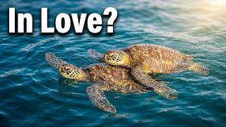 Sea Turtles in Love