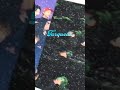 BTS photocards